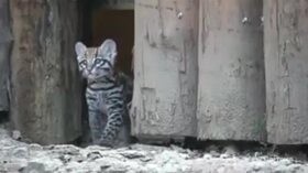 È nato il primo cucciolo di gattopardo italiano: occhi azzurri e pelo cortissimo
