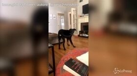Il cane si morde la coda e ha una ‘crisi esistenziale’