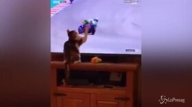 Il gatto ‘magico’: fa cadere il pilota di MotoGP dalla tv