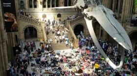Londra, attivisti si fingono morti ai piedi dello scheletro di balena