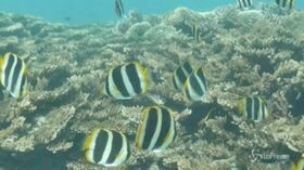 Clima, un milione di specie in via di estinzione