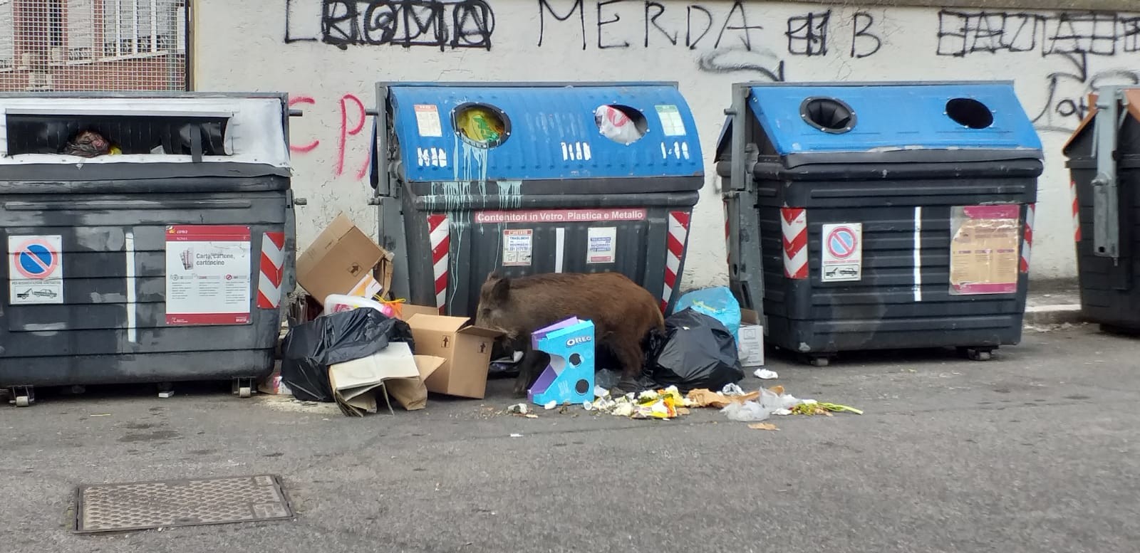 Roma, i cinghiali invadono Monte Mario