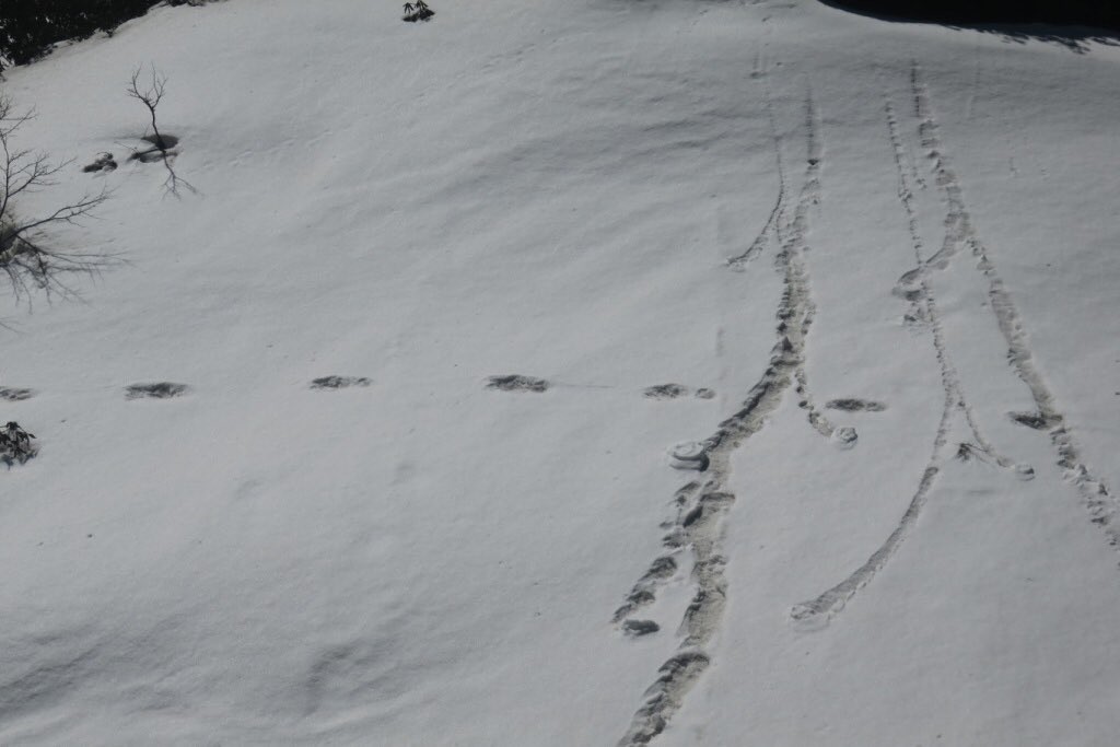 Esercito dell’India diffonde la foto che ‘prova’ l’esistenza dello Yeti. Ed è sfottò