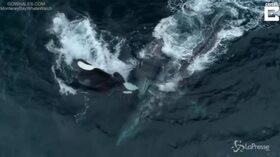 Lotta tra giganti del mare, cinque orche uccidono una balena con il suo cucciolo