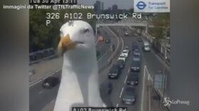 Londra, gabbiano davanti alla telecamera del traffico: il photobombing è virale