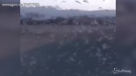 Migliaia di locuste invadono il cielo in Arabia Saudita
