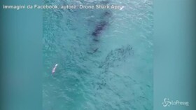 Uno squalo lo insegue, ma il nuotatore non se ne accorge: le immagini dal drone