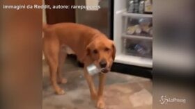 Porta la birra al padrone: il web impazzisce per il cane maggiordomo