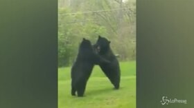 Usa, lotta tra orsi in giardino: il proprietario di casa riprende la scena