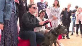 Cannes, Tarantino ritira la “Palm Dog Wamiz”: il premio al cane-star “Brandy”
