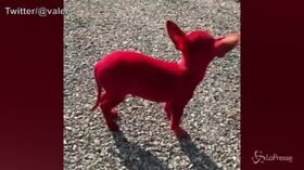 Dipinge il cane di rosso e posta il video su Twitter, il web si indigna contro il rapper Valee