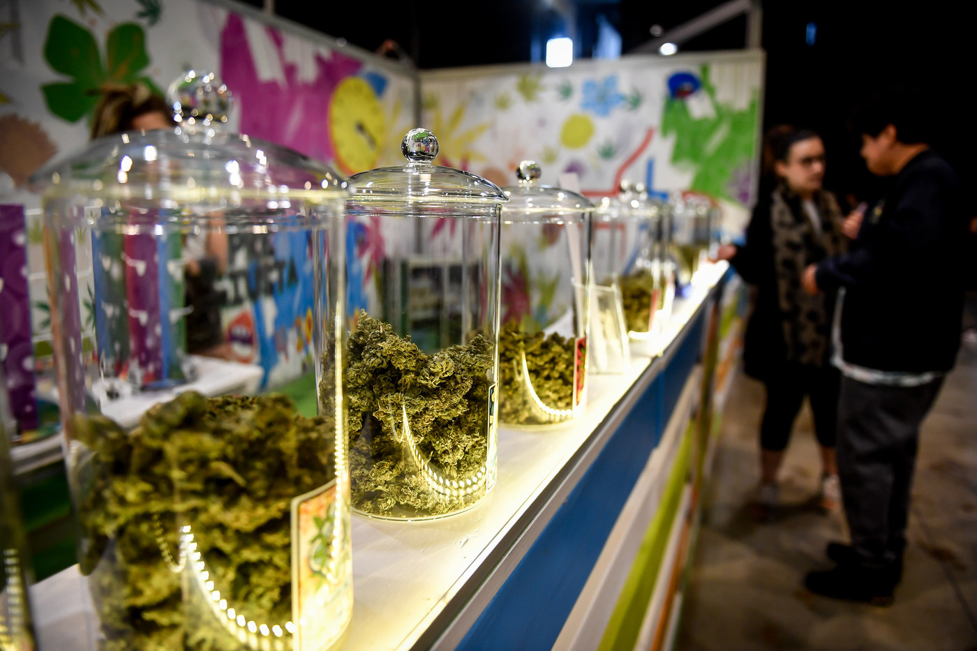 Cannabis, parla l’esperto Matteo Gracis: “La Cassazione ha creato ancora più confusione, ma il mercato resisterà”