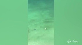 Florida: nuota in mare seguita da uno squalo