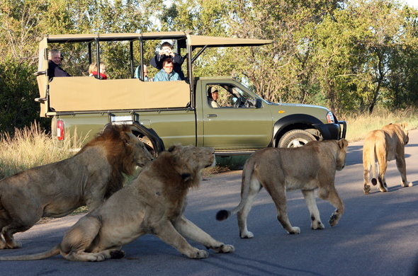 Un branco di leoni in libertà ai confini del Parco Kruger in Sudafrica