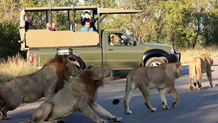Leoni nel parco Kruger