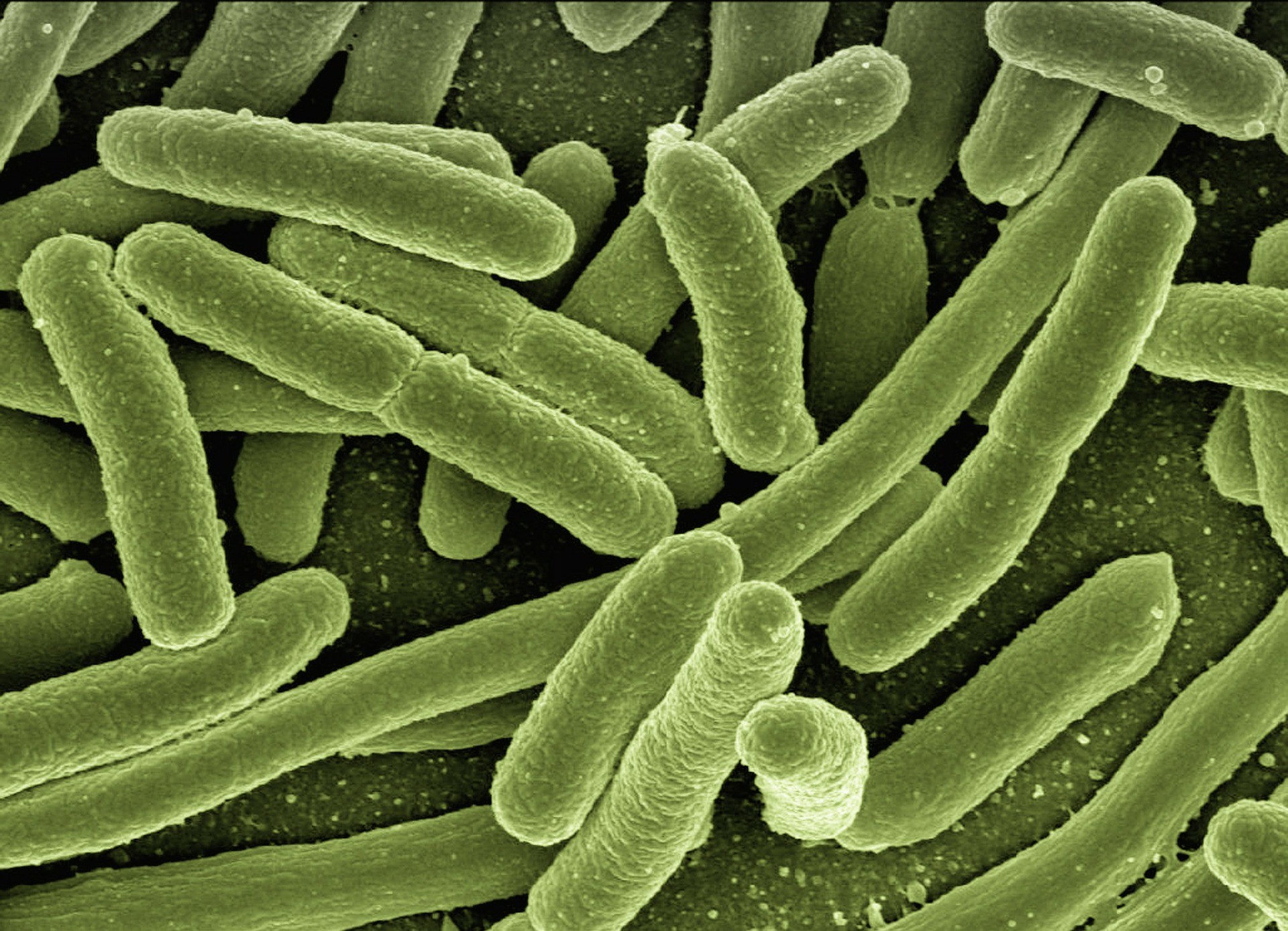 Batteri resistenti: ‘souvenir’ per quasi 500mila viaggiatori l’anno