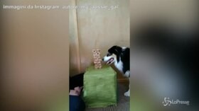 Jenga, il cane è più bravo della padrona: il video è virale