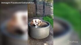 La iena compie gli anni, il tuffo premio nello zoo di Oakland