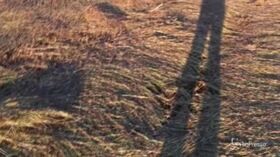 Sardegna, l’invasione delle locuste devasta i raccolti