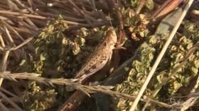 Cavallette in Sardegna, Coldiretti: “Chiediamo un piano agricolo serio”