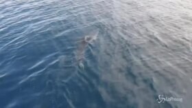 Croazia, uno squalo ‘Mako’ nel mare dei turisti