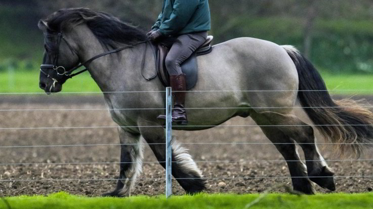 Torino, cavallo colpisce al volto una 16enne: è grave
