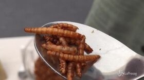 I ragazzi assaggiano il cibo del futuro: “I vermi non sanno di niente”