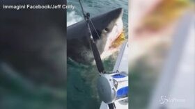 Come nel film ‘Lo Squalo’: pescecane gigante attacca la barca dei pescatori