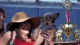 In California la mostra dei cani più brutti del mondo