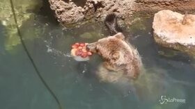 Roma, arriva il caldo: frutta fresca per gli animali del bioparco