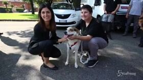 Roma, Raggi presenta campagna contro abbandono estivo dei cani