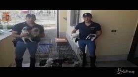 Arezzo, trasporta 53 cuccioli di cane stipati in 6 gabbie: bloccato sulla A1
