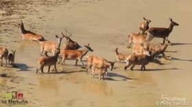 Abruzzo, lo spettacolo dei cervi in cerca d’acqua