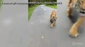 India, terrore sulle due ruote: motociclisti inseguiti da una grossa tigre