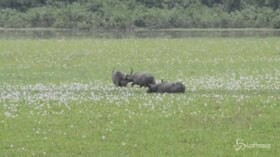 India, il parco nazionale mette in salvo i rinoceronti dai bracconieri