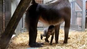 Nuove nascite nello zoo francese: i cuccioli di mandrillo, leone e ippopotamo conquistano i visitatori