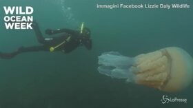 Medusa mostro: è grande quanto un uomo