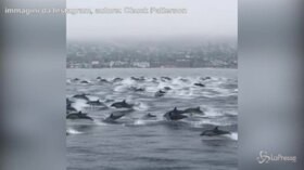 California, lo spettacolo dei delfini: a decine saltano fuori dall’acqua