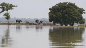Alluvioni in India, gli animali fuggono dal parco nazionale allagato