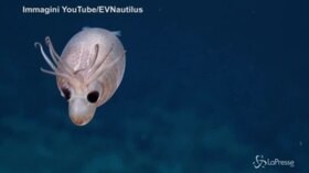 L’adorabile calamaro “maialino” che vive negli abissi del Pacifico