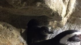 Acquario di Genova, nati tre pinguini di Magellano