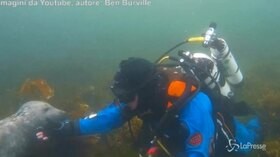 L’amicizia tra il sub e la foca, lui le “stringe” la pinna e le accarezza il mento