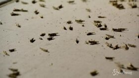 Milioni di cavallette invadono Las Vegas