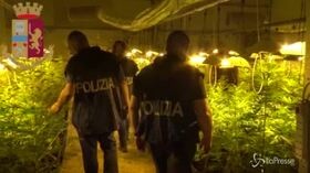 Nuoro, nell’ovile 250 piante di marijuana: arrestato allevatore 60enne