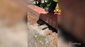 Milano: un riccio si incastra sotto un muretto, i vigili del fuoco lo salvano