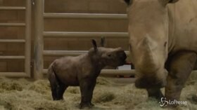Festa allo Zoo di San Diego, nato cucciolo di rinoceronte bianco