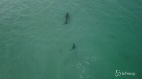 Il baby squalo lo insegue, ma il delfino è troppo veloce