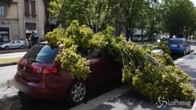 Violento nubifragio a Milano: alberi e piante sradicati dal vento e dalla pioggia
