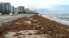 Florida, cumuli di alghe sulle spiagge: trattori per rimuoverli