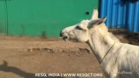 India, l’asina sa cantare: il video è virale